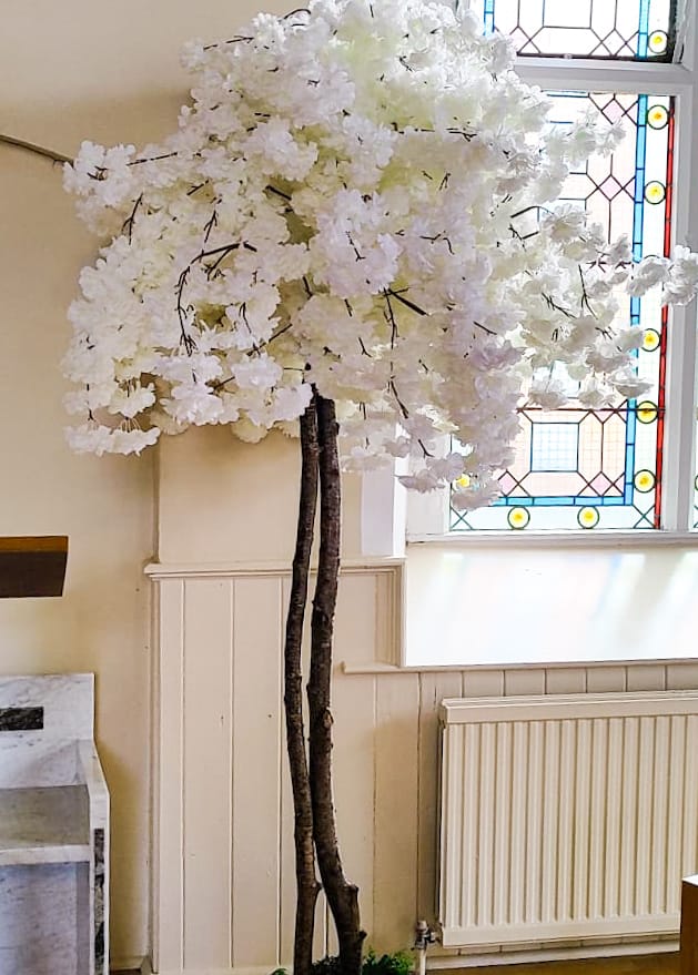 full eights foot Cherry Blossom tree